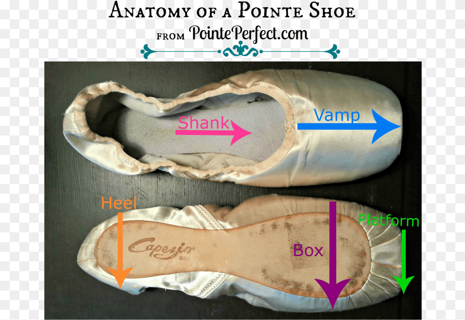 Anatomy Of A Pointe Shoe Bloch Size Chart Pointe Shoe Width, Clothing, Footwear, Sneaker Png