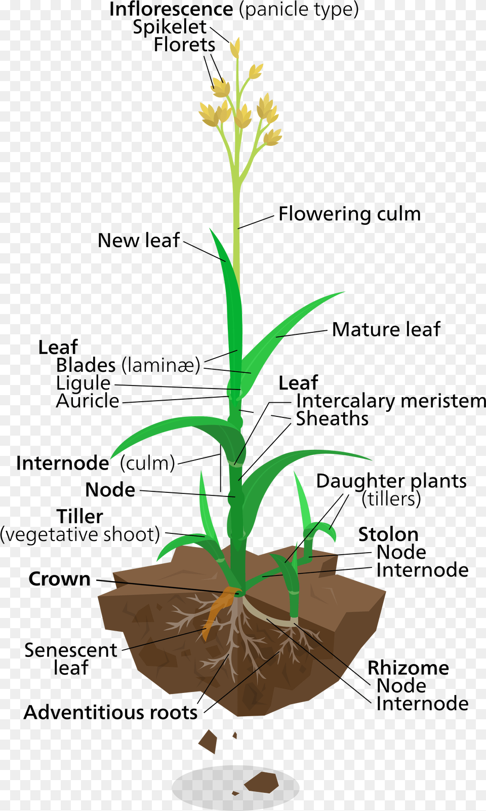 Anatomy Of A Rice Plant, Flower, Flower Arrangement, Grass, Soil Free Png Download