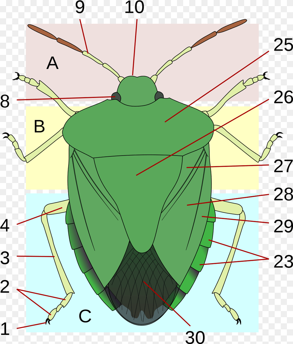 Anatomy Of A Shield, Animal Png