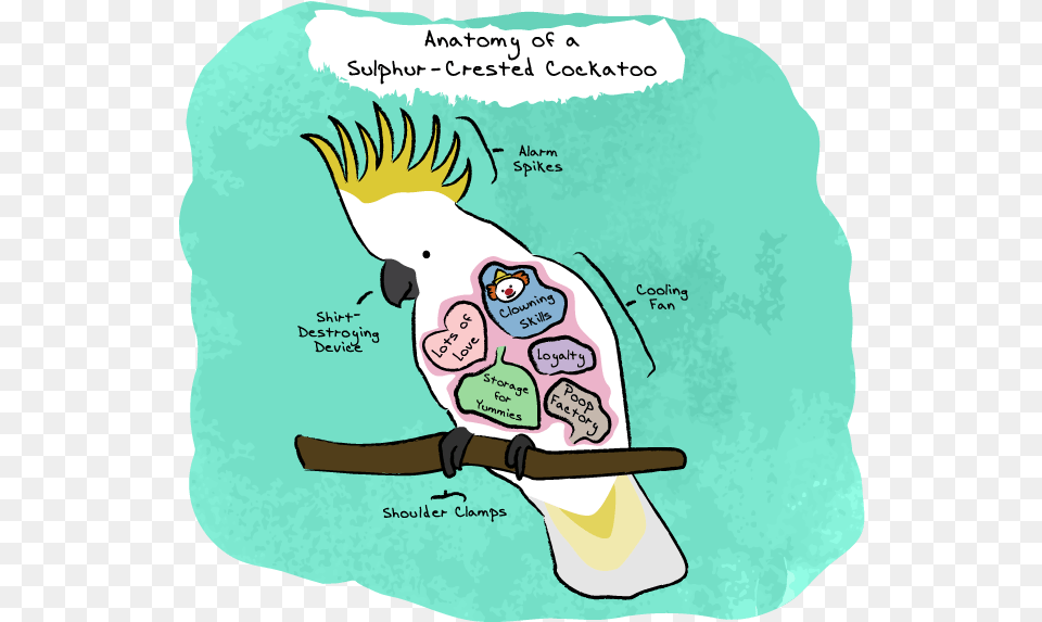 Anatomy Of A Sulphur Crested Cockatoo Cartoon, Animal, Bird, Parrot, Baby Free Png Download