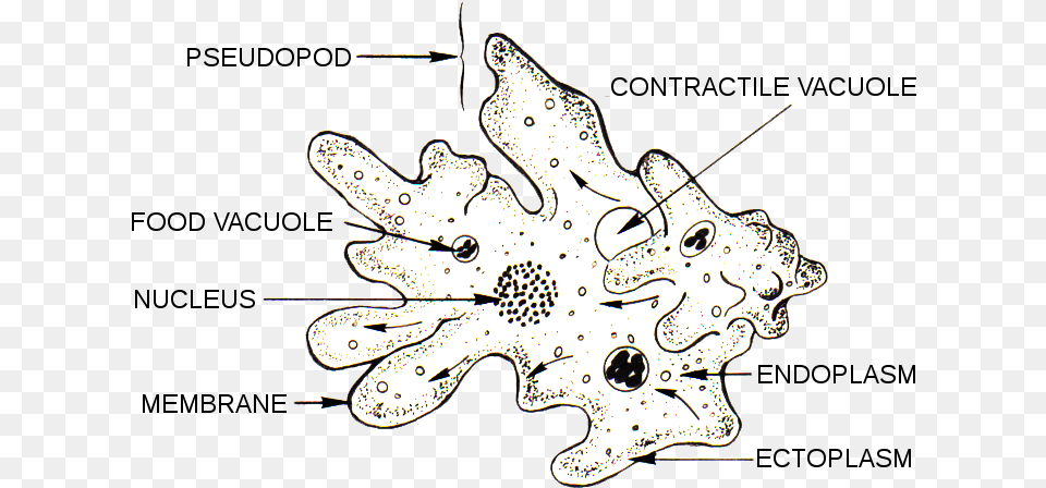 Anatomy Of An Amoeba Parts Of An Amoeba, Guitar, Musical Instrument, Outdoors Png Image