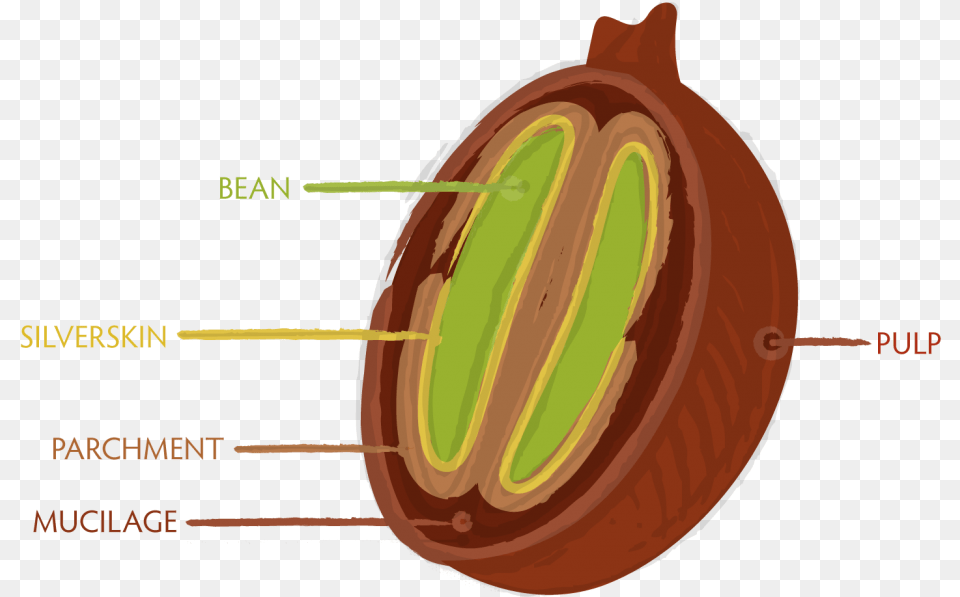 Anatomy Of Green Beans What On Earth Is Honey Process Coffee Cherry Cross Section, Food, Produce, Ammunition, Grenade Free Png