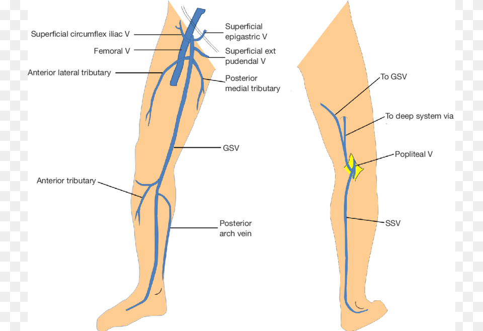 Anatomy Of Gsv And Ssv With Common Variants Of Ssv Small Saphenous Vein, Chart, Plot, Person Png