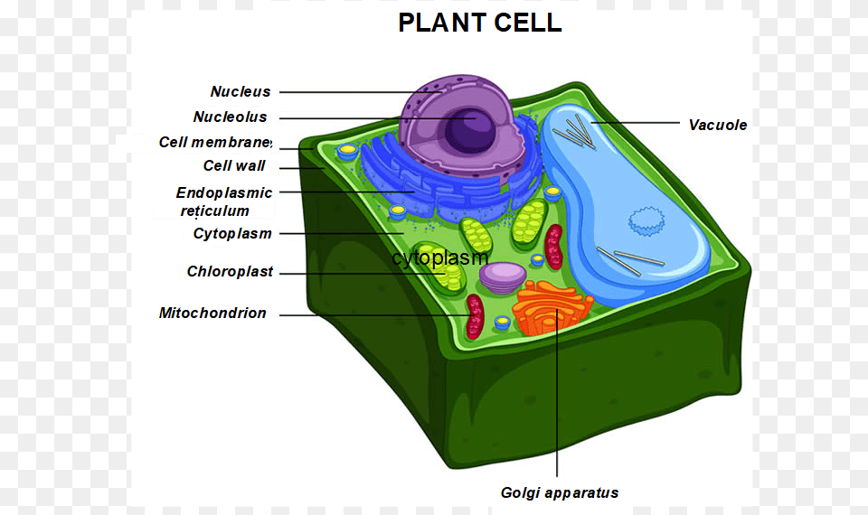 Anatomy Of Plant Cell, Birthday Cake, Cake, Cream, Dessert Png