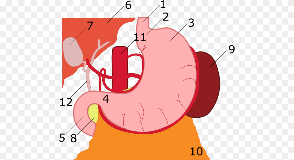 Anatomy Of Stomach Numbered Anatomy Of Stomach, Body Part, Dynamite, Weapon Png