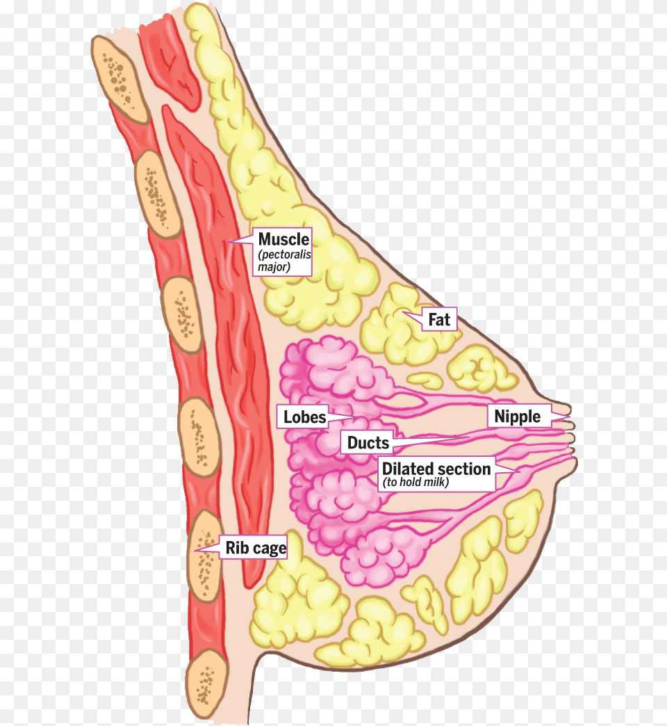 Anatomy Of The Breast Uk, Food, Ketchup Png Image