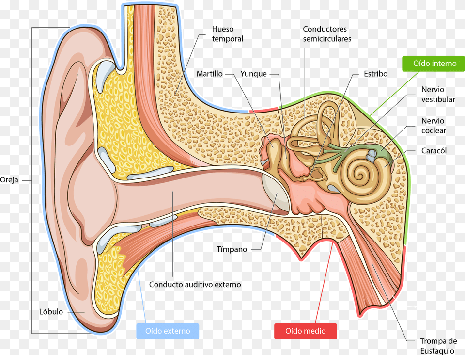 Anatomy Of The Ear Pinna, Body Part, Face, Head, Neck Png Image