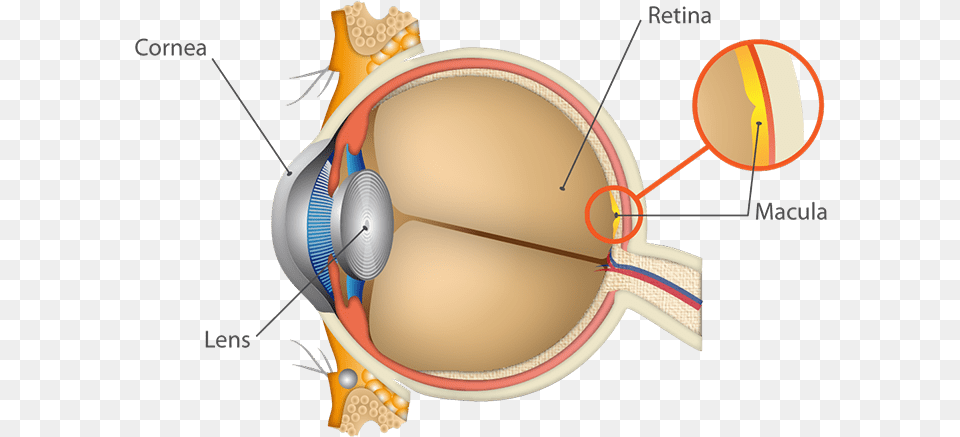 Anatomy Of The Eyes Detail Free Transparent Png