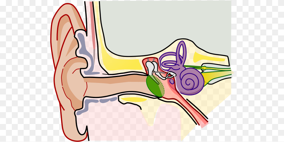 Anatomy Of The Human Ear Blank Ear Anatomy, Body Part Png Image
