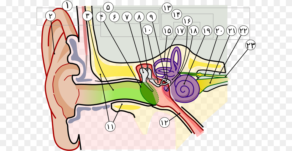 Anatomy Of The Human Ear In Farsi Numbers Parts Of The Ear Clipart, Body Part, Bulldozer, Machine Free Transparent Png
