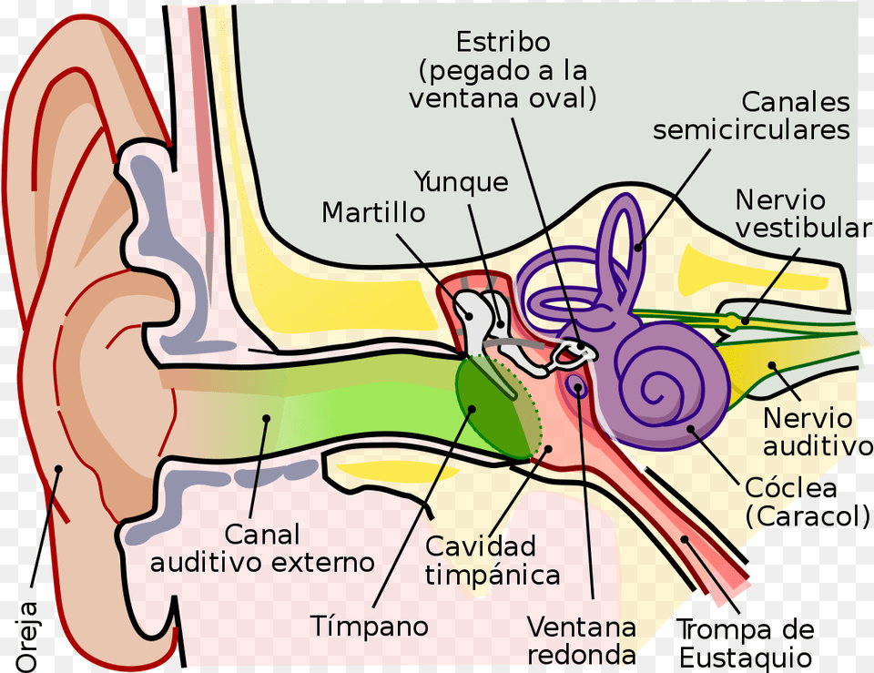 Anatomy Of The Human Ear Ro Parts Of The Ear Clipart, Body Part, Dynamite, Weapon Free Transparent Png