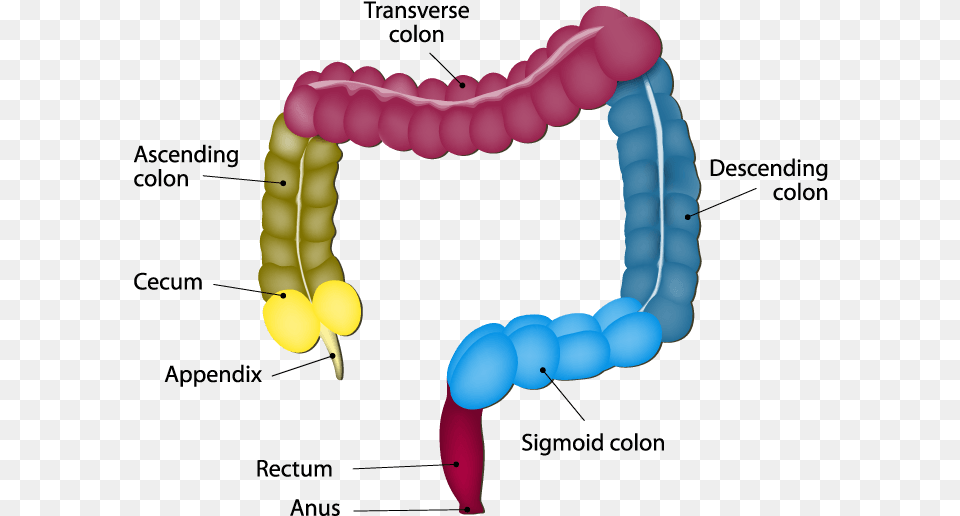 Anatomy Of The Intestines Part Of The Colon, Balloon Free Transparent Png