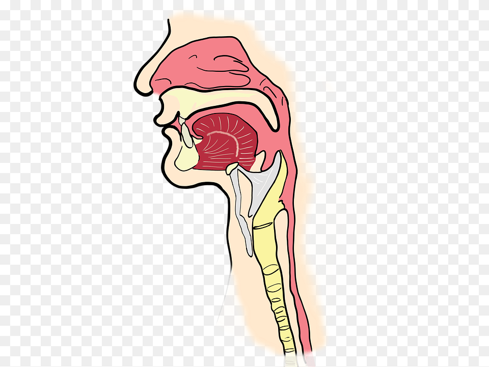 Anatomy Pharynx Background, Body Part, Face, Head, Neck Free Png