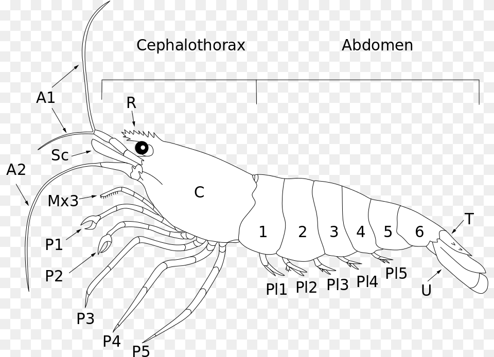 Anatomy Shrimp Homarus, Animal, Food, Invertebrate, Sea Life Free Png Download