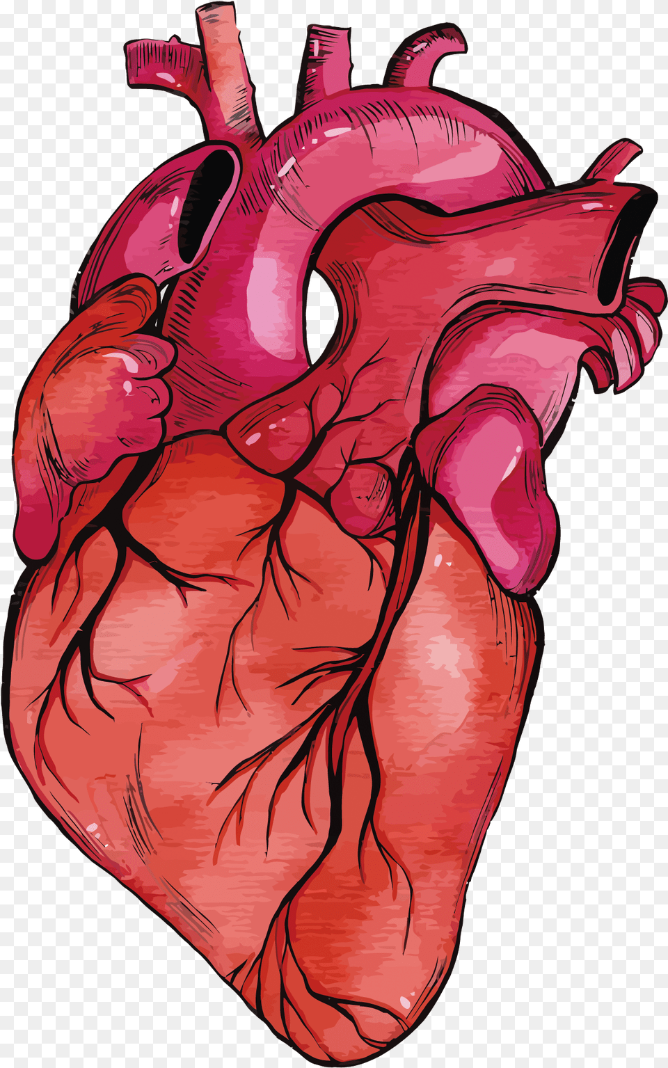 Anatomy Vector Human Heart Background Real Heart, Baby, Person, Art Free Transparent Png