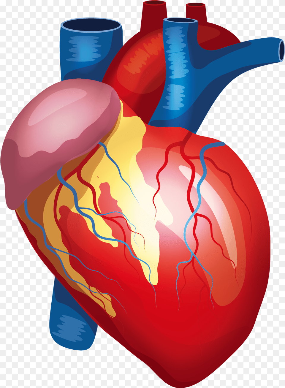 Anatomy Vector Human Heart Background Human Heart, Balloon, Food, Ketchup Free Transparent Png