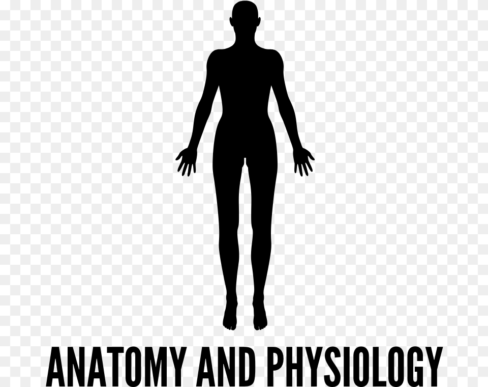 Anatomyandphysiologyicon Silhouette, Gray Png Image
