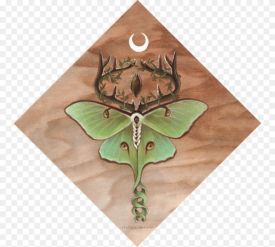 Ancestor Moth, Plant, Animal, Butterfly, Insect Free Transparent Png