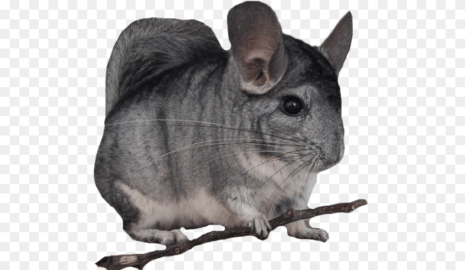 Ancestral Chinchilla Pet, Animal, Mammal, Rodent, Cat Png Image