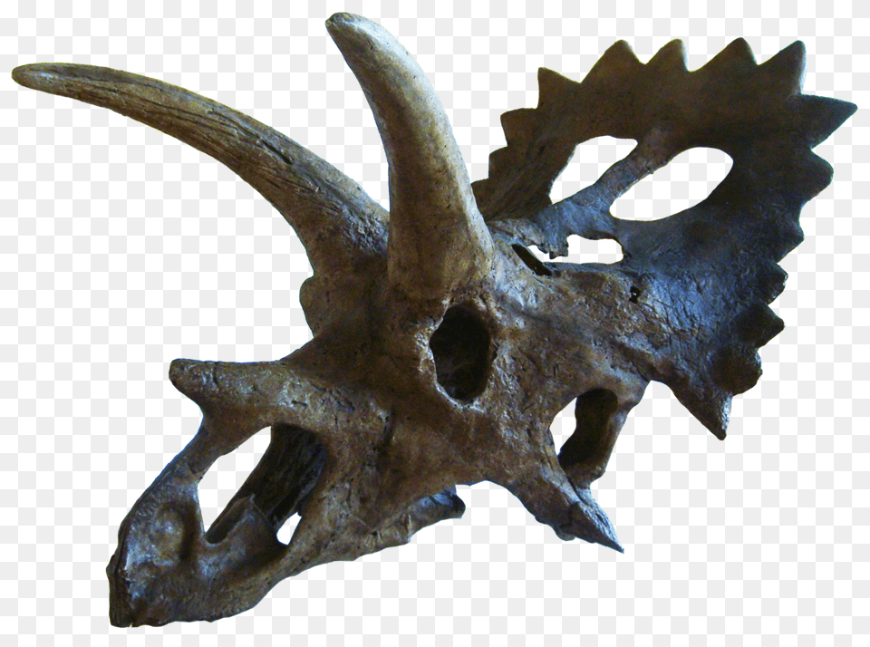 Anchiceratops, Animal, Antler, Dinosaur, Reptile Free Png