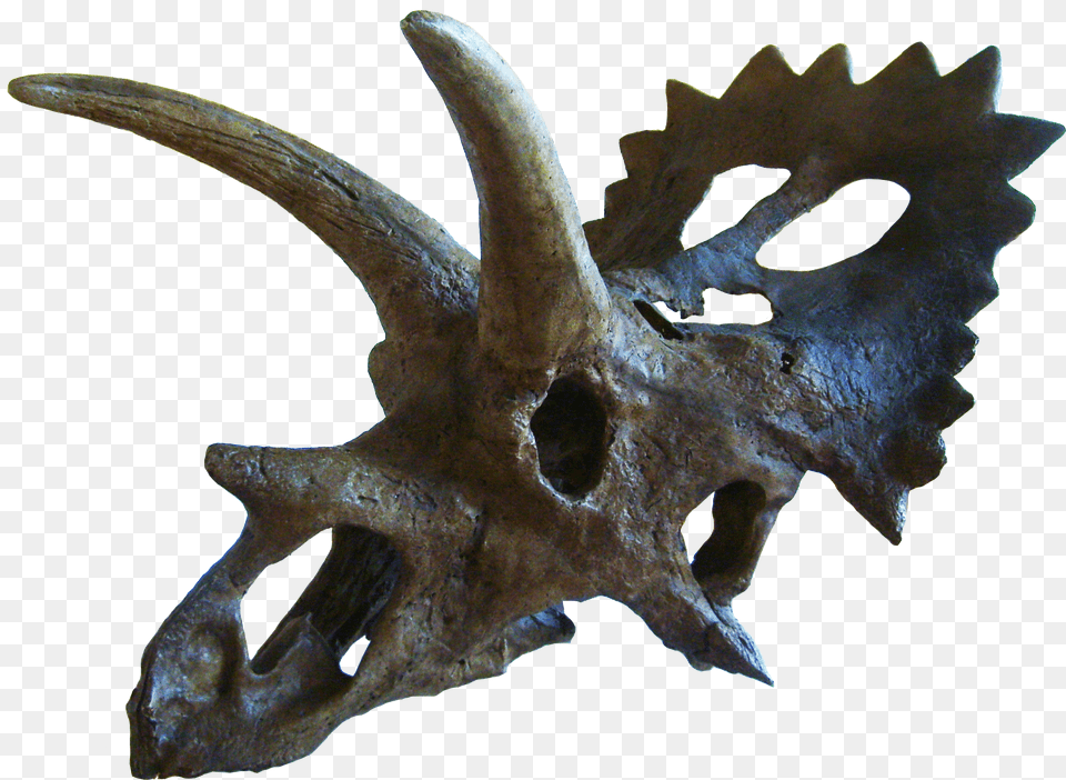 Anchiceratops Anchiceratops Skull, Antler, Animal, Dinosaur, Reptile Free Png Download