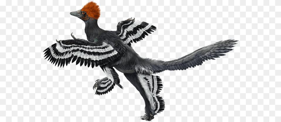 Anchiornis Huxleyi, Animal, Bird, Vulture, Beak Png Image