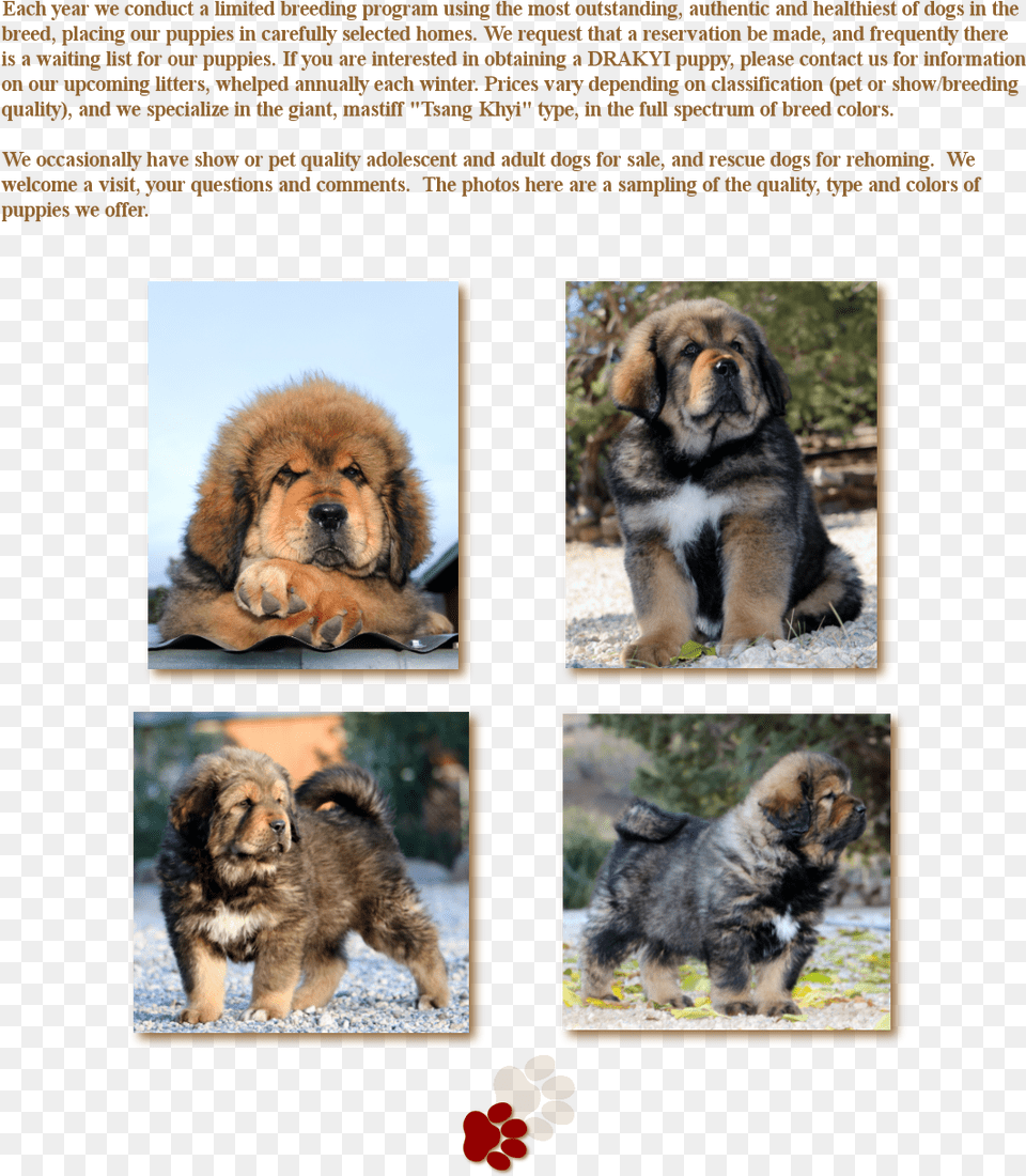 Ancient Dog Breeds, Animal, Canine, Mammal, Pet Png