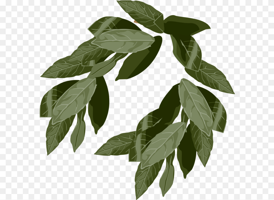 Ancient Laurel Wreath Symbol Of Victory Vector Transparent Leaf Crown, Green, Plant, Herbal, Herbs Png