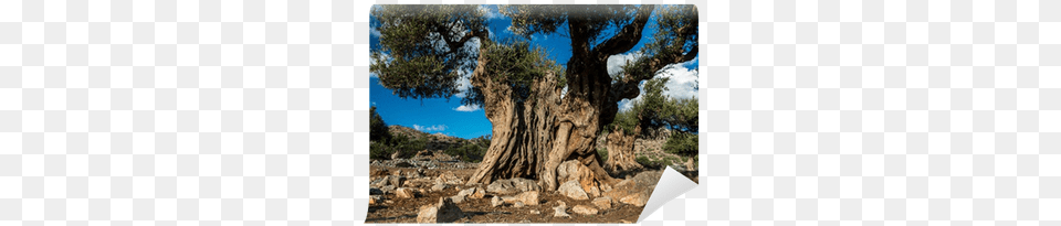 Ancient Olive Tree Wall Mural U2022 Pixers We Live To Change Western Juniper, Plant, Tree Trunk Png
