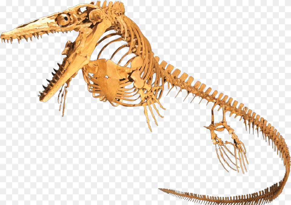 Ancient Reptiles Were Warm Blooded Beasts Study Finds Mosasaur Skeleton, Animal, Dinosaur, Reptile Free Png