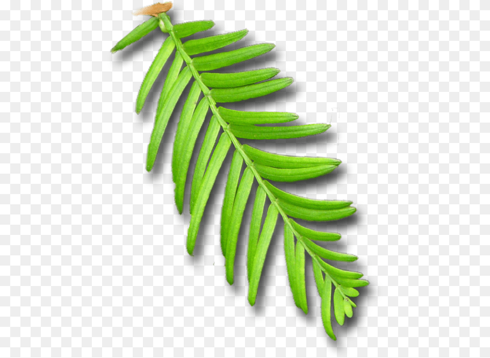 Ancient Strength, Conifer, Plant, Tree, Yew Free Transparent Png