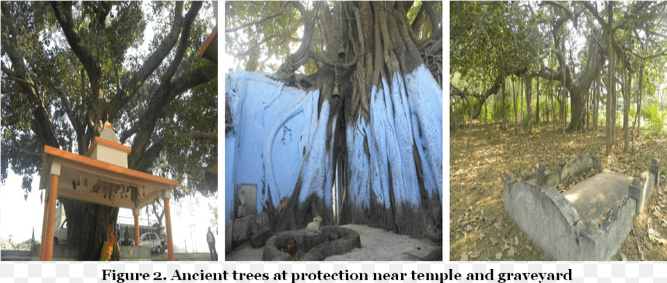 Ancient Trees At Protection Near Temple And Graveyard Lodgepole Pine, Plant, Tree, Vegetation, Tree Trunk Free Png Download