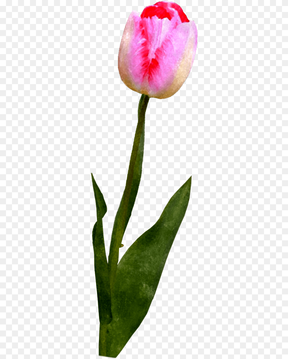 And A Watercolor Version Tulip, Flower, Petal, Plant, Rose Free Transparent Png