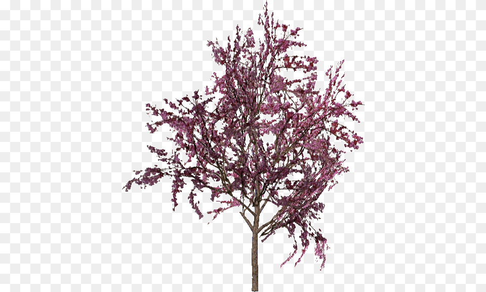 And Aza Red Bud Tree, Flower, Plant, Cherry Blossom Png