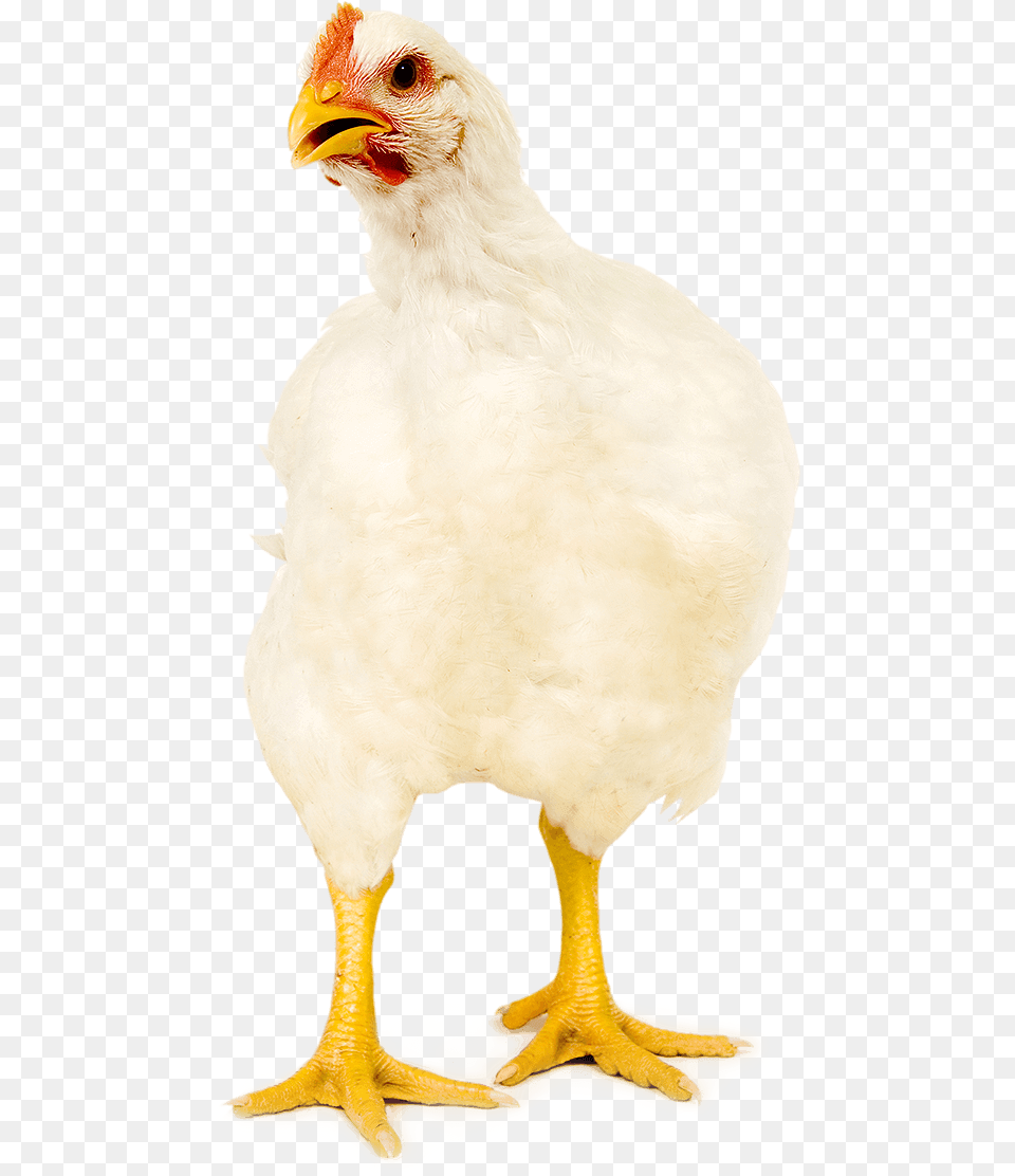 And Broilers With Clinical Evidence Chicken, Animal, Bird, Fowl, Hen Free Png Download