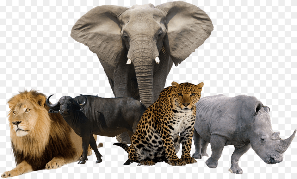 And Cape Buffalo Draw A African Tree, Animal, Lion, Mammal, Wildlife Png