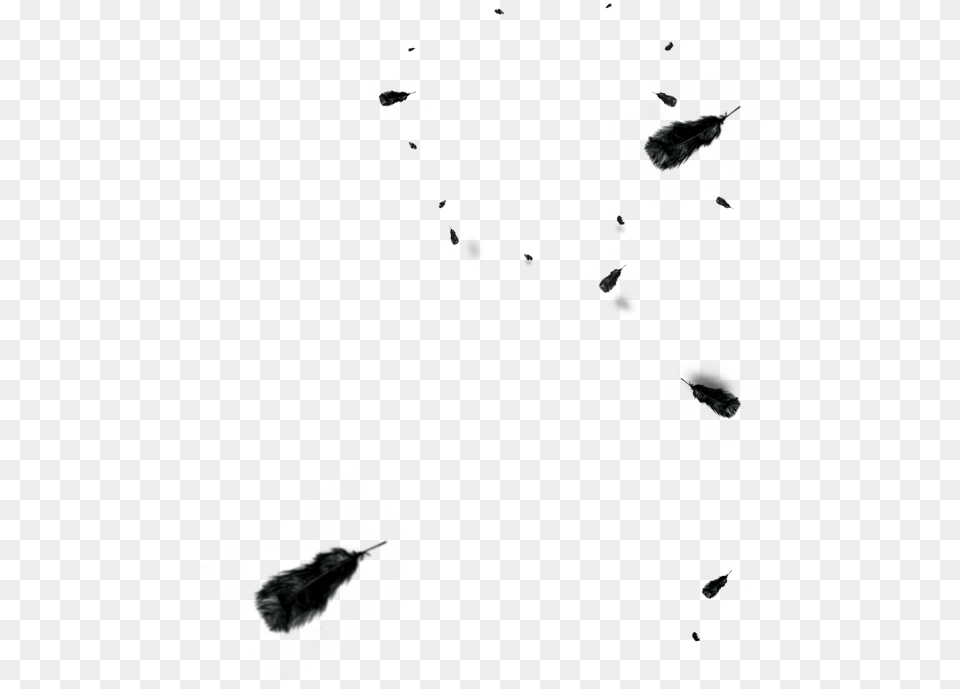 And Floating Euclidean Vector Black Feather White Clipart Feather, Art, Collage, Person Png Image