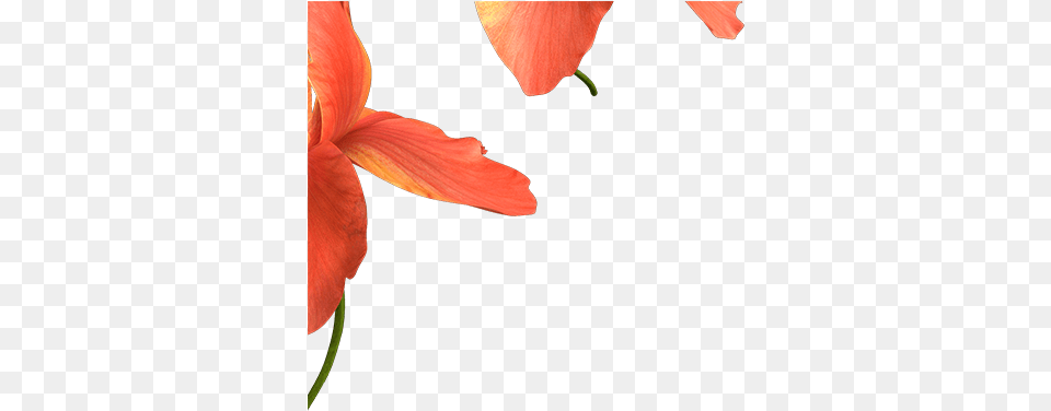 And For The Flower In The Foreground I Used Zdepth Blurred Flower Images, Petal, Plant, Geranium Free Transparent Png