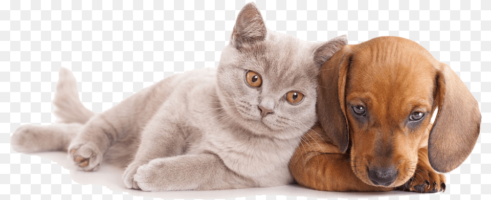 And Horse Sitting Pet Dog Together Cat Clipart Cat And Dog Hd, Animal, Canine, Mammal, Hound Free Png Download