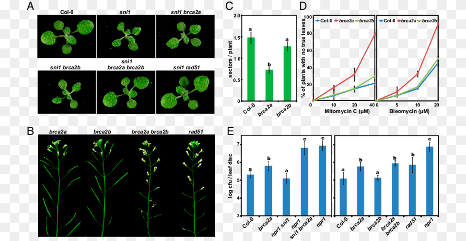 And Its Partner Rad51 Play A Critical Role In Arabidopsis, Plant, Chart Free Png