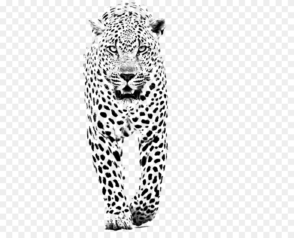 And Jaguar Panther Leopard Tiger Lion Black Clipart Black And White Spot Animals, Adult, Wedding, Person, Woman Free Png Download