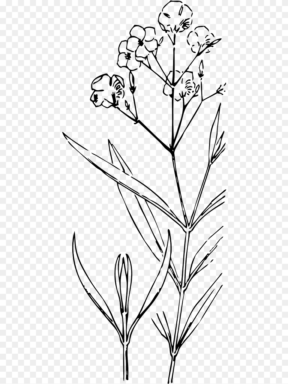 And Oleander Line Drawing, Gray Free Png