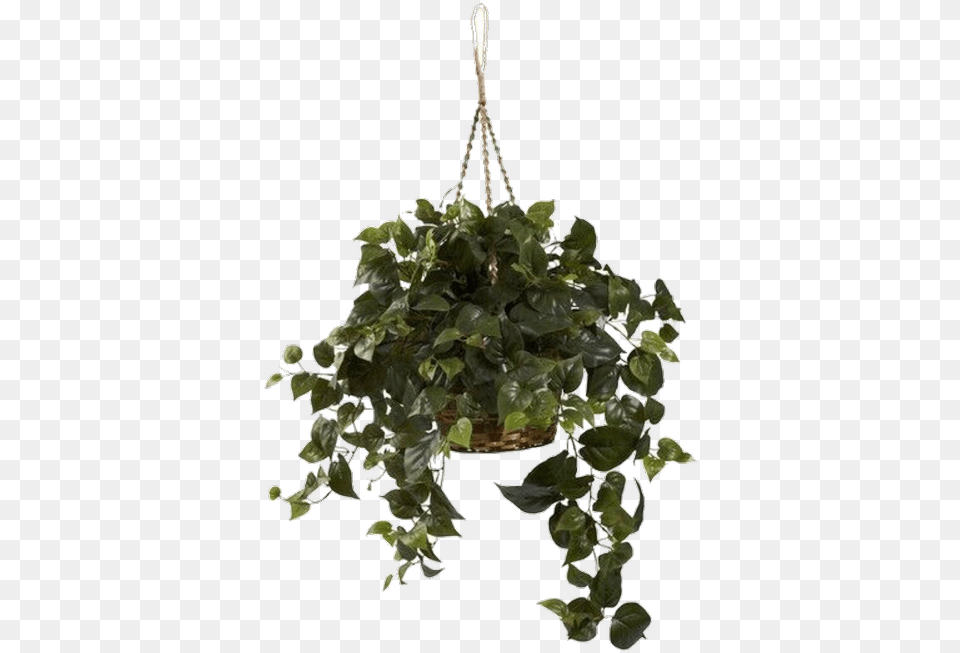And Philodendron Hanging Basket, Plant, Potted Plant, Vine Png