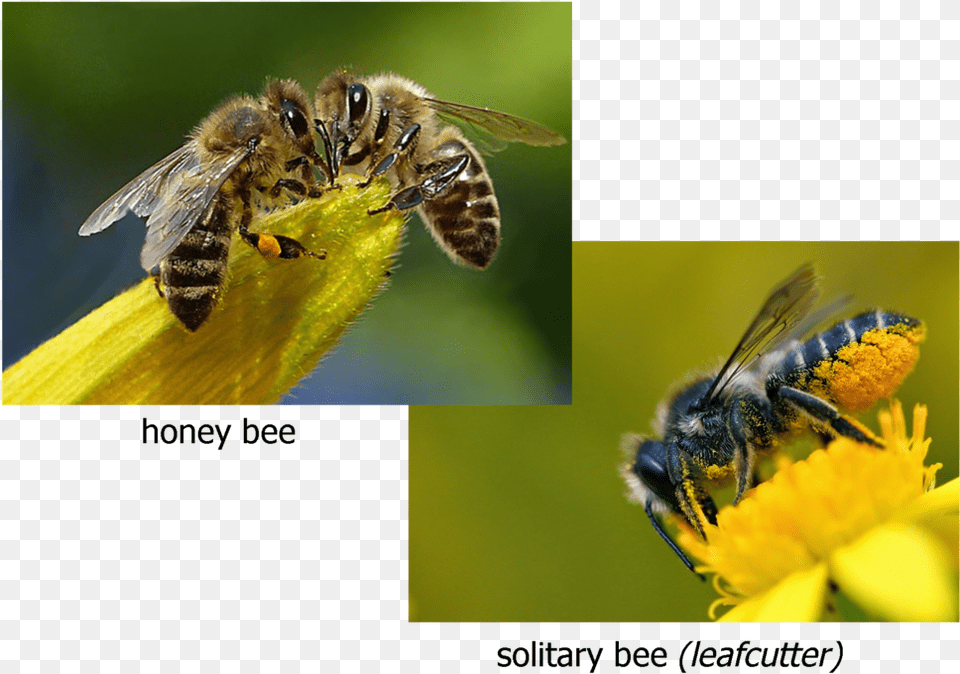 And Photo Native New York State Bees, Animal, Apidae, Bee, Honey Bee Free Png Download