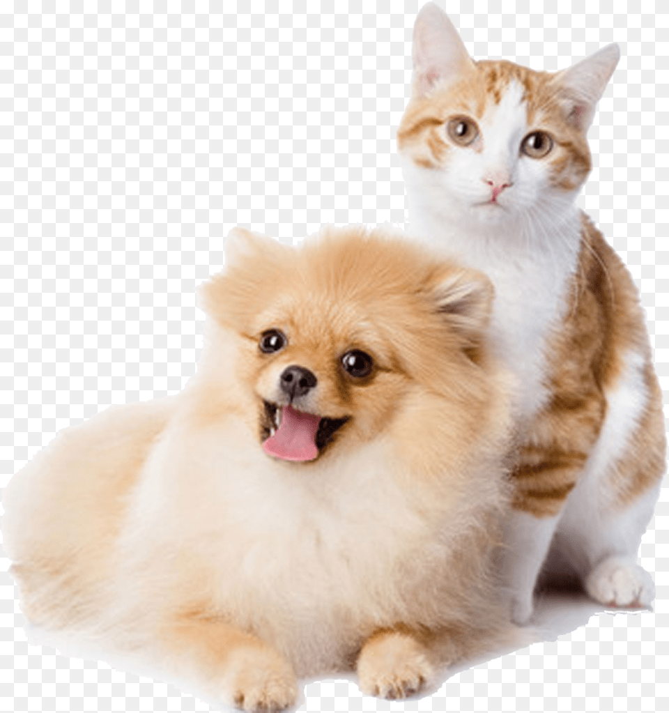 And Play Pet Kitten Dog Cat Cats Clipart Background Pet, Animal, Canine, Mammal Free Png Download