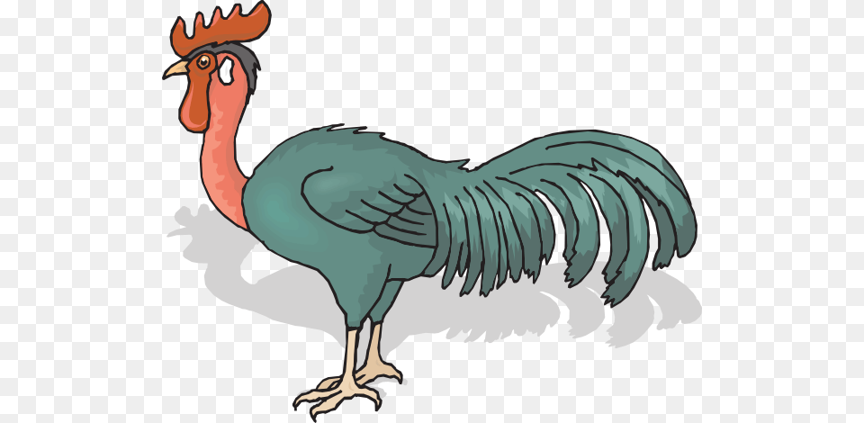 And Red Rooster, Animal, Bird, Chicken, Fowl Png