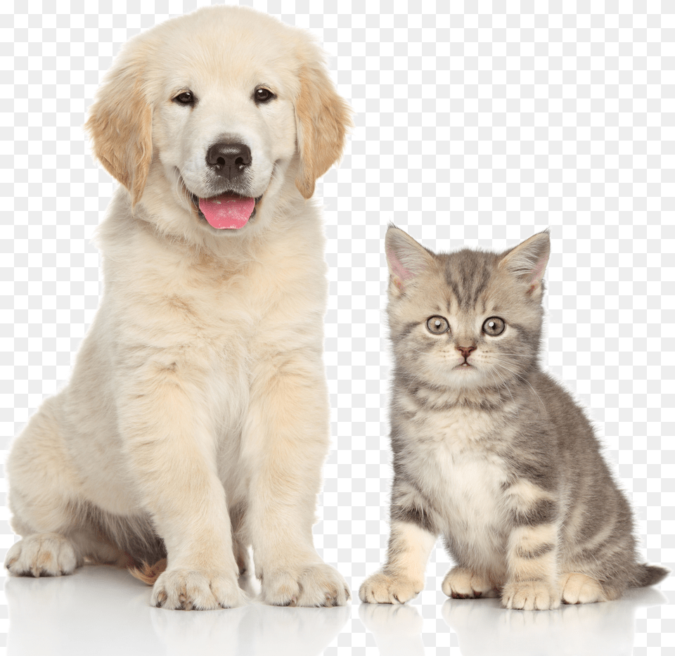 And Sitting Pet Dog Cat Kitten Clipart Png Image