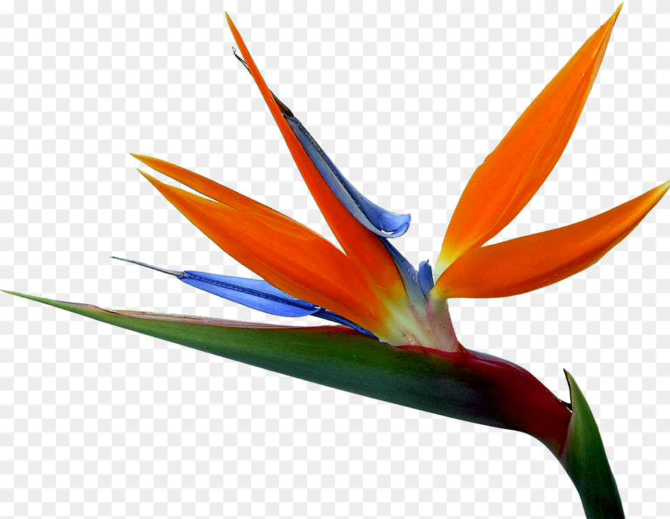 And Strelitzia Bird Of Paradise Reginae Birds Flowers Birds Of Paradise, Flower, Petal, Plant Png