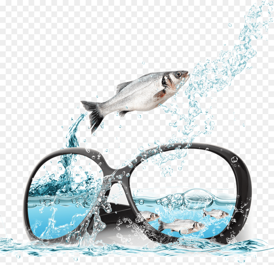 And Sunglasses Poster Fish Ocean Advertising In Clipart Water Psd, Animal, Sea Life, Aquatic, Nature Png Image