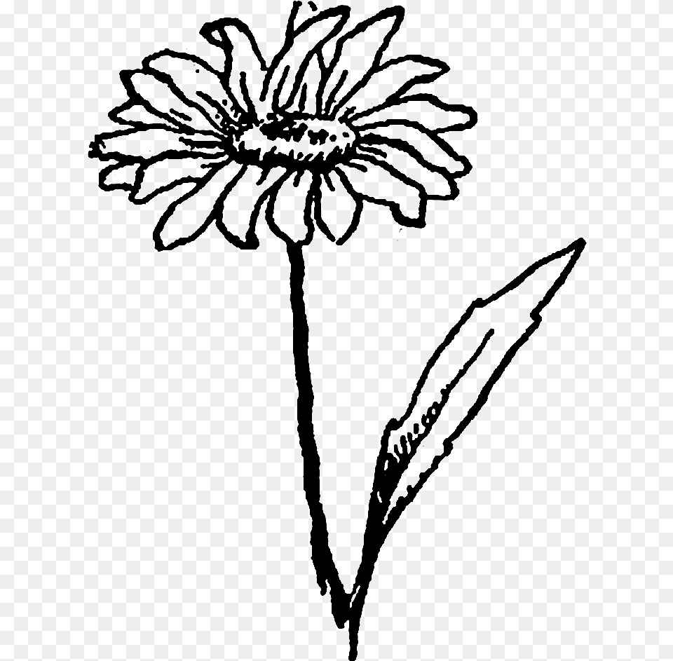 And The Second Wildflower Image Of A Daisy Flower Black And White Wildflower Clipart, Plant, Person, Art, Drawing Free Png